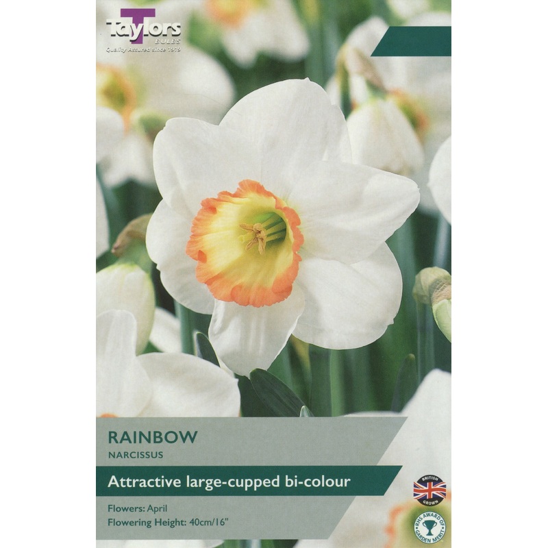 NARCISSUS RAINBOW X 8