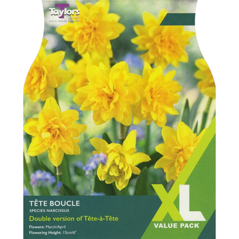 NARCISSUS TETE BOUCLE x 18
