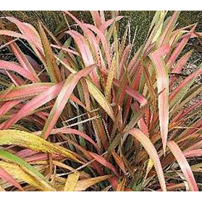 Phormium Jester (3Ltr Pot)