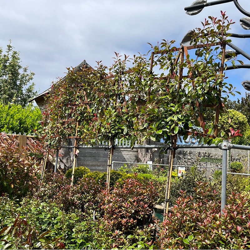 PHOTINIA SERR. RED ROBIN CLT 55   CIRC. TR. 08 - 10 CM  STD SPALL. LEGNO SU STELO 100 X 120 CM