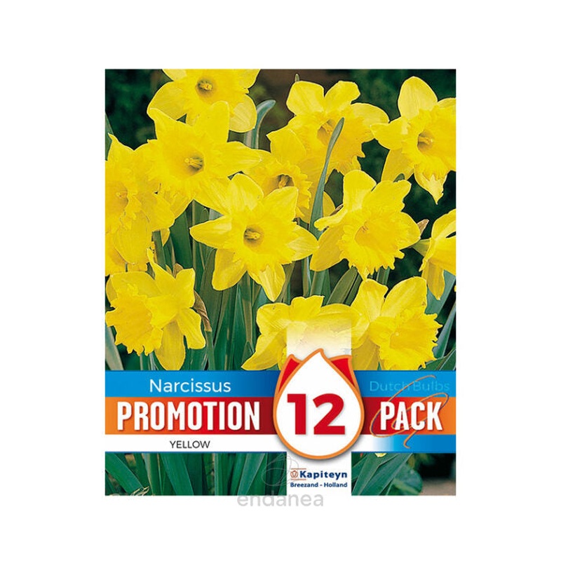 PROMO NARCISSUS DUTCH MASTER X 12