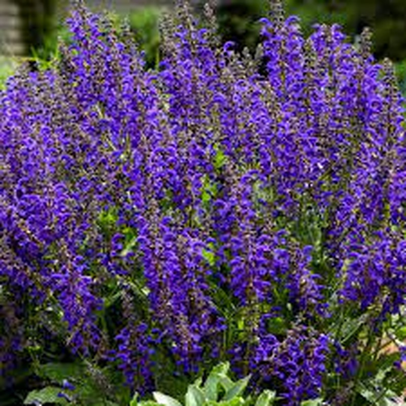 SALVIA Fashionista Evening Attire 3L