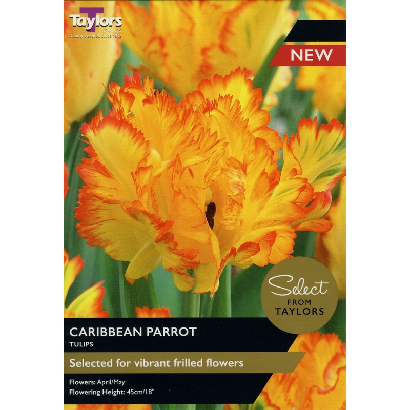 TULIP CARIBBEAN PARROT x 5