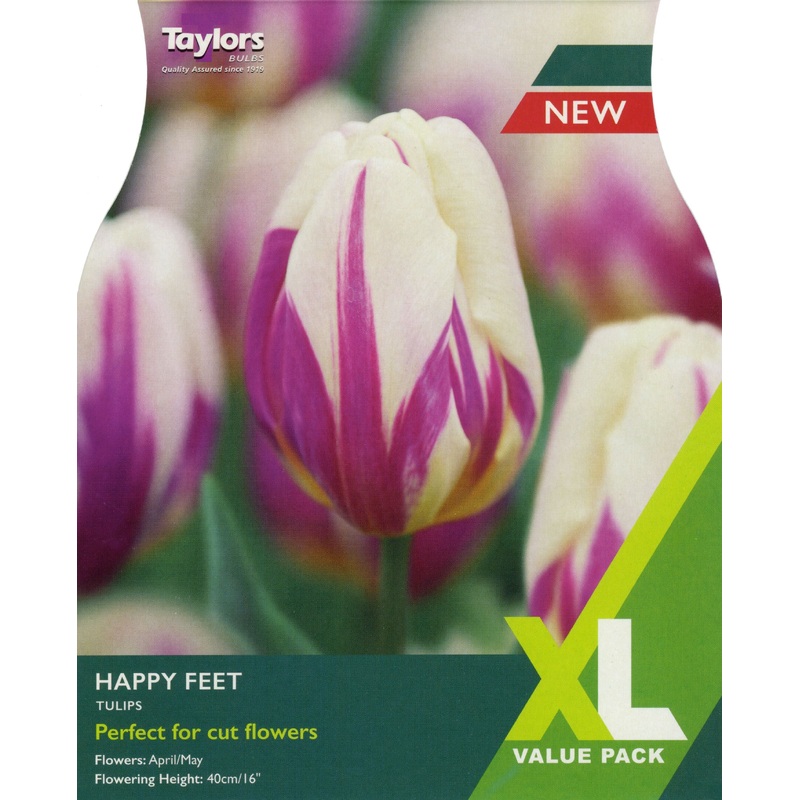TULIP HAPPY FEET x 18