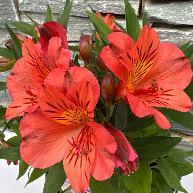 Alstroemeria ColoritaElaine Orange