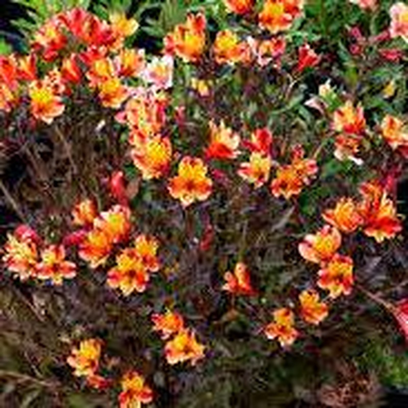 Alstroemeria Indian Summer