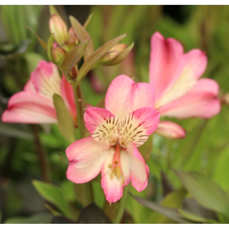 Alstroemeria Summer Break