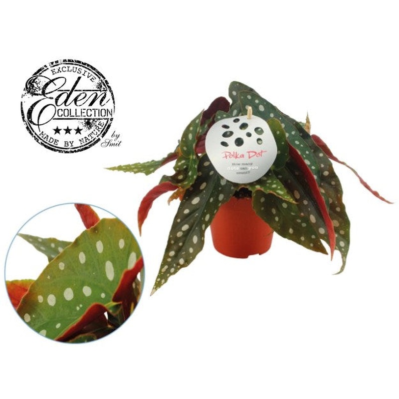 Begonia maculata Polka Dot  P12