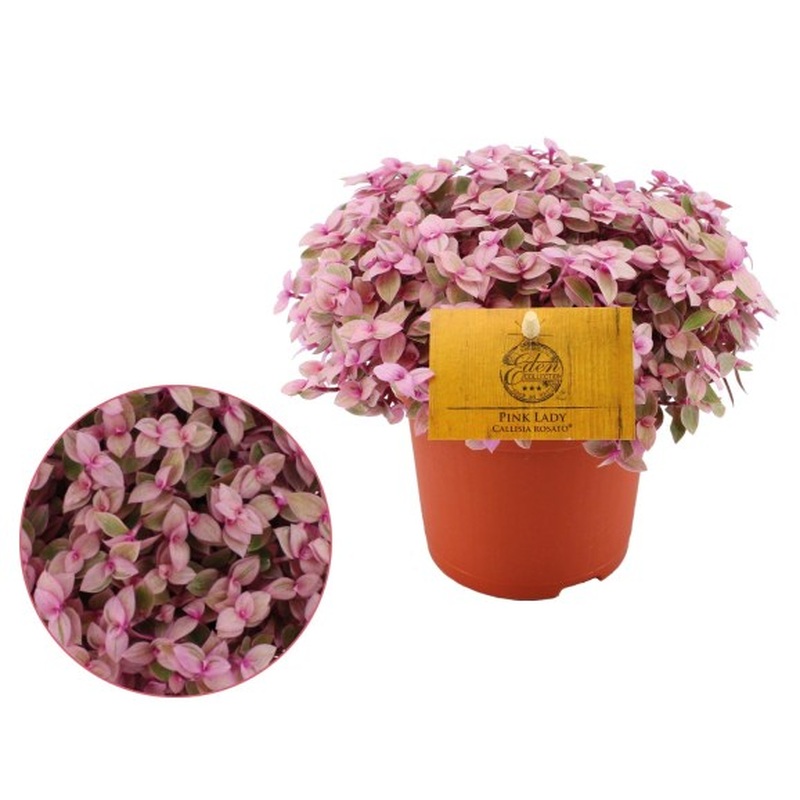 Callisia Rosato Purple