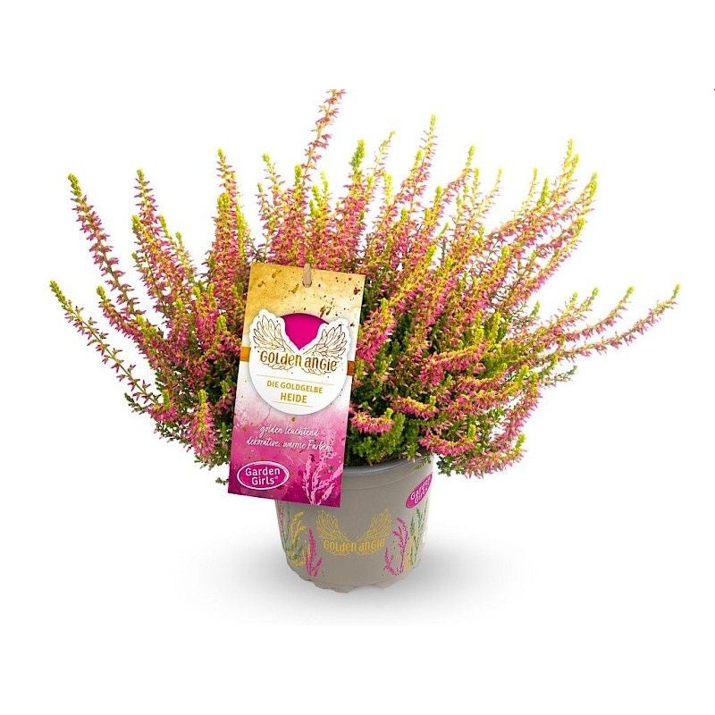 Calluna vulg. Garden Girl Golden Angie  P11