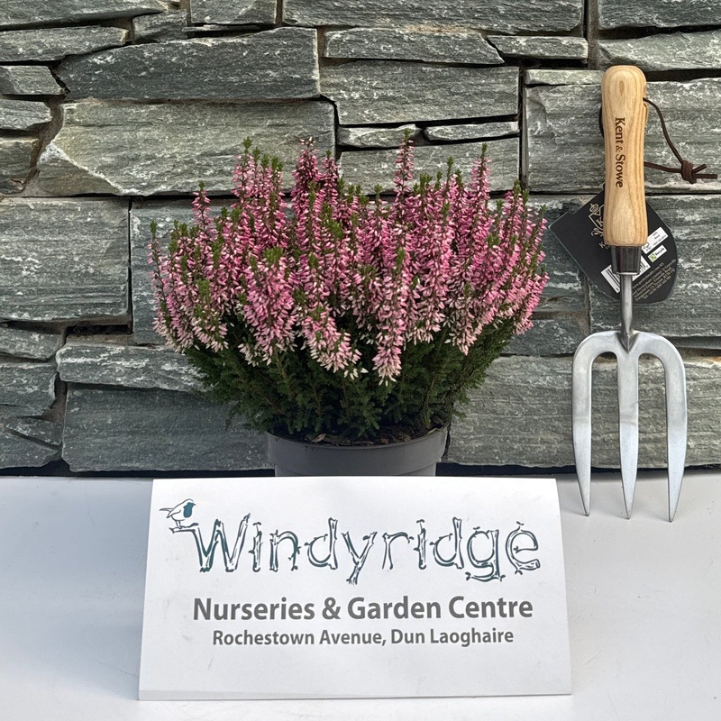 Calluna vulgaris Beauty Ladies pink  P12