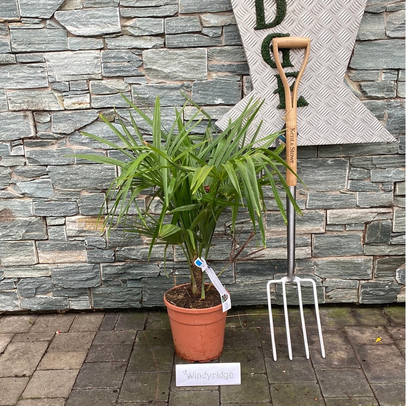 CHAMAEROPS EXCELSA (Trachycarpus fortunei) CLT 7 / 10