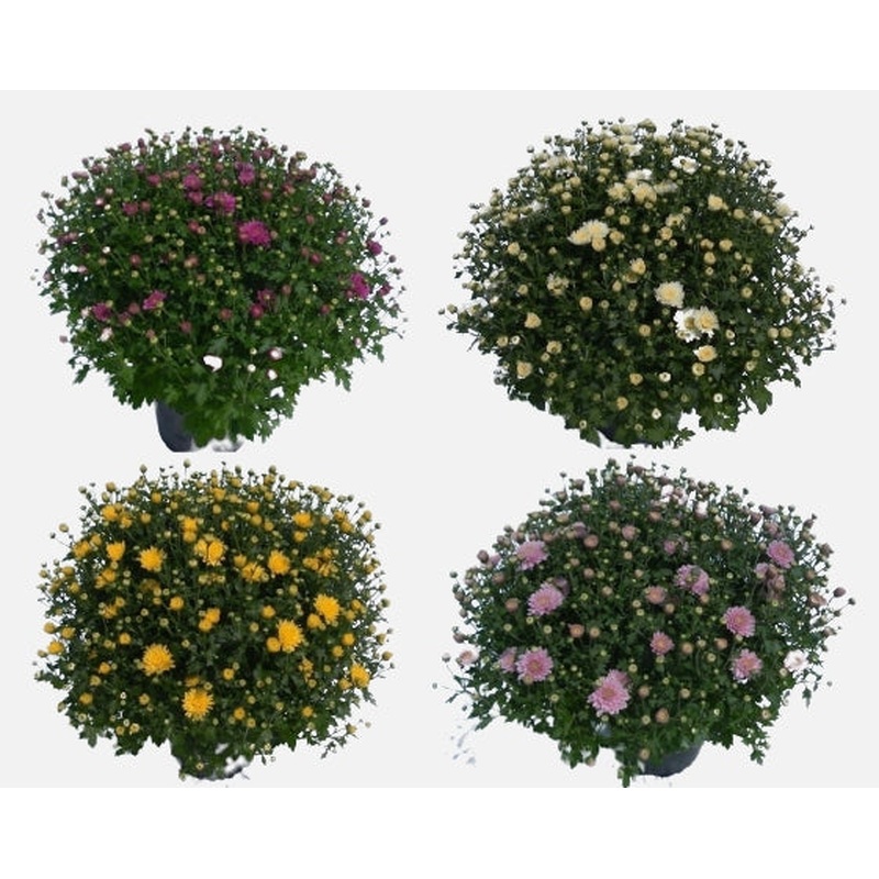 Chrysanthemum(Garden Mum) mix