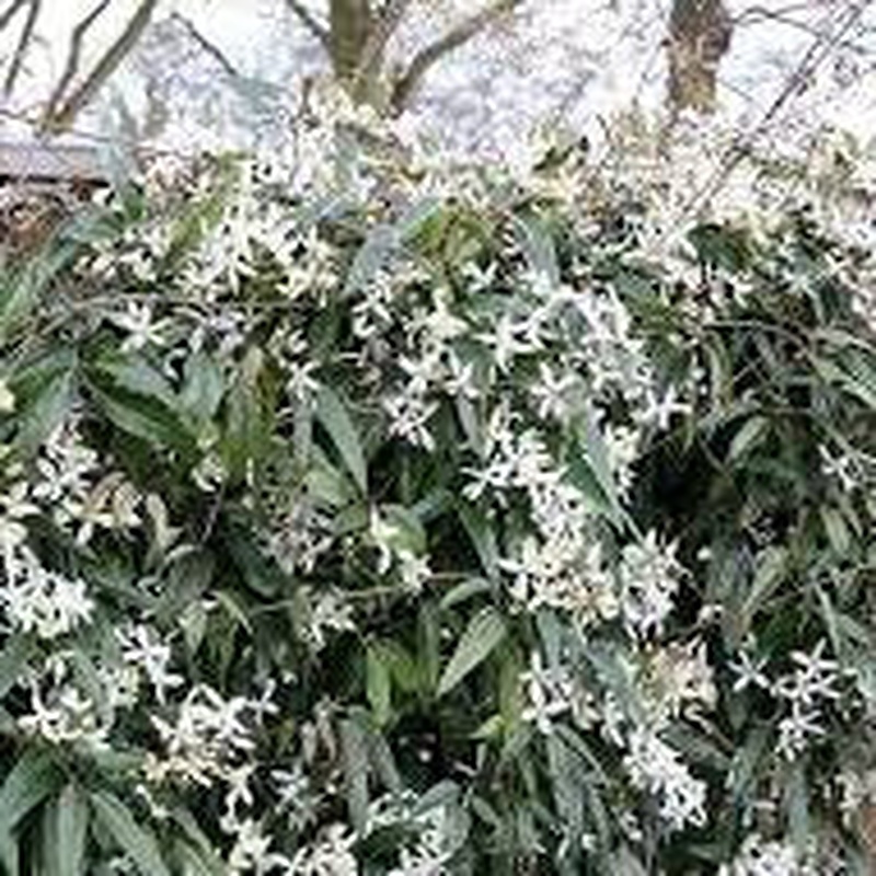 Clematis armandii Snowdrift  2 Ltr Pot single cane