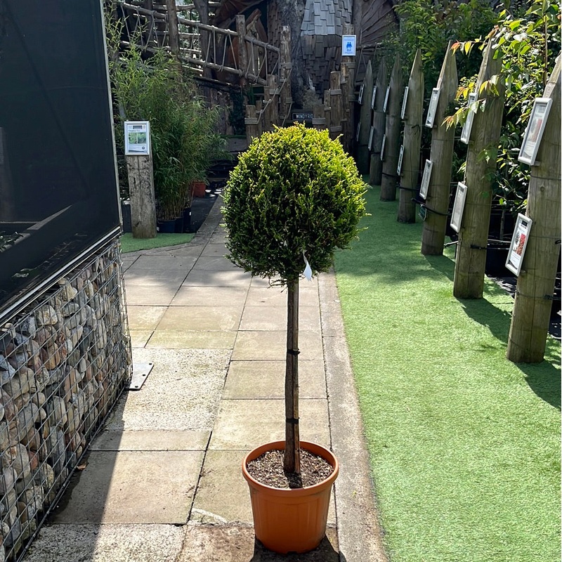 CUPRESSOCYP. LEY. CASTLEW. GOLD CLT 20 / 25   CHIOMA 40 - 50 CM 1/2 STD