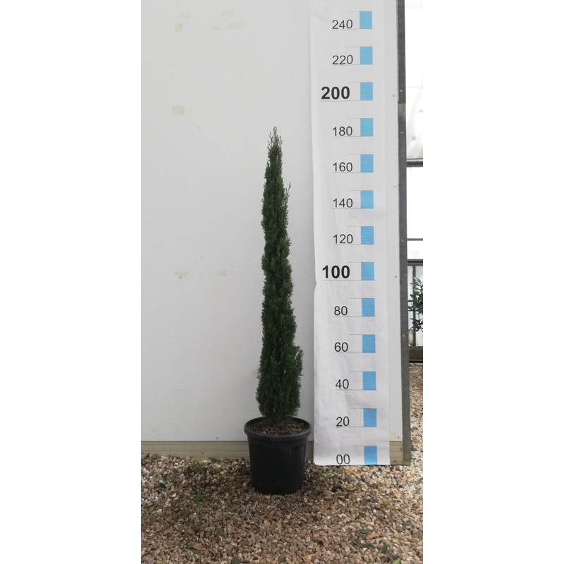 CUPRESSUS SEMP. TOTEM CLT 18 H 125 - 150   CM