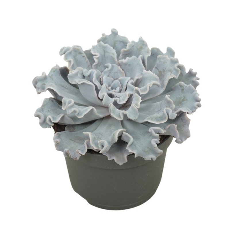 Echeveria Crispy Beauty  P13