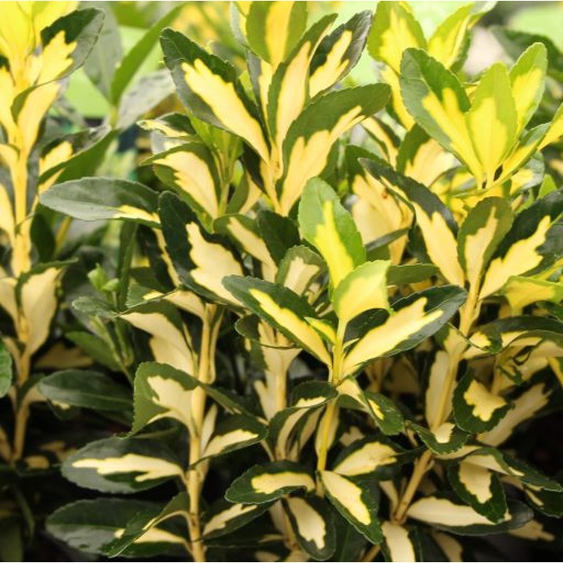 Euonymus jap. Gold Queen  2 Ltr pot
