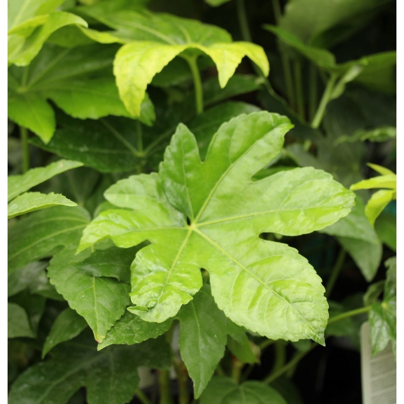FATSIA   japonica