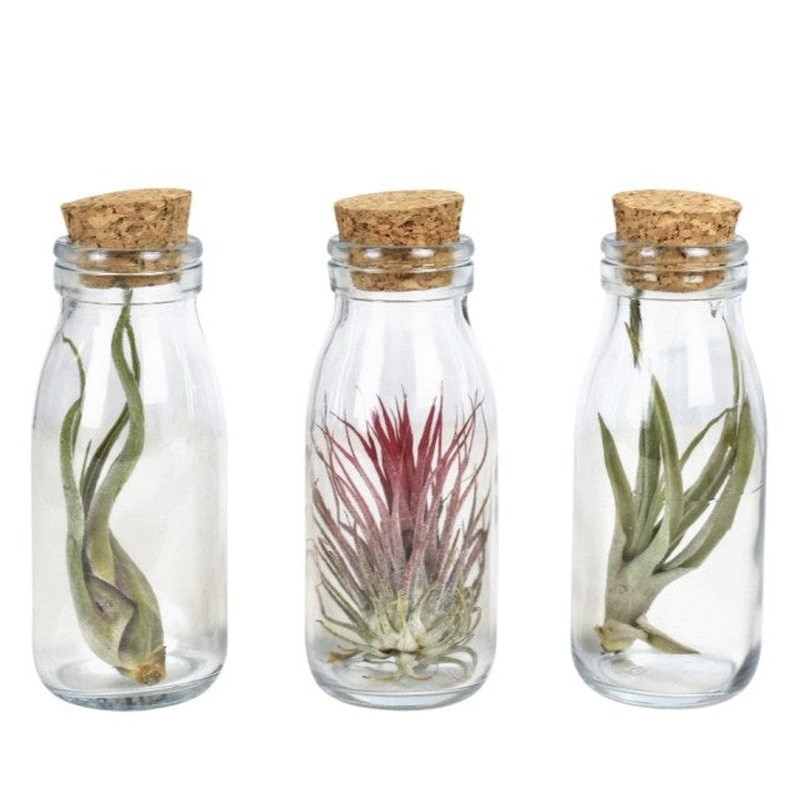 Green Bottle Tillandsia  Bottle 12 cm