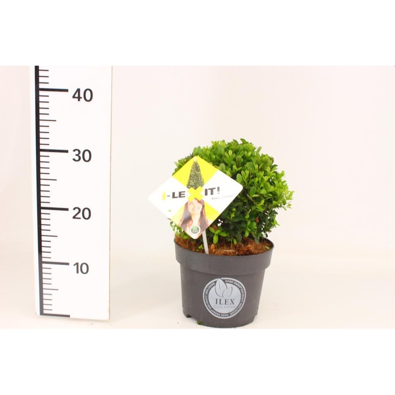 Ilex crenata Dark Green  30-40 CM C3