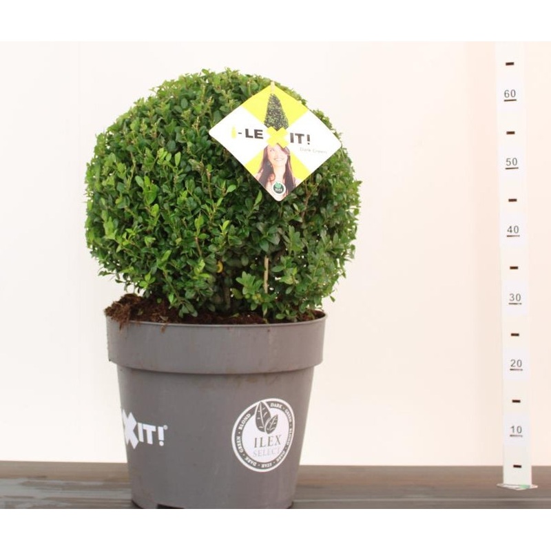 Ilex crenata Dark Green  40 CM BALL C15