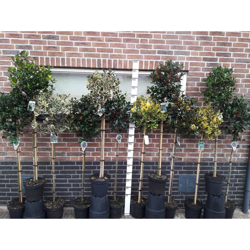 Ilex mix  60 CM STEM 7.5L