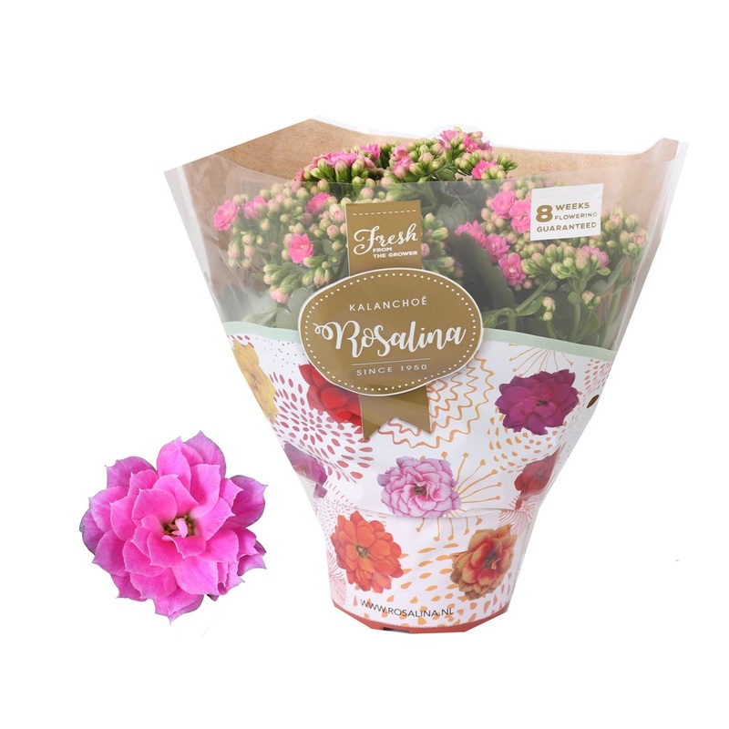 Kalanchoe Don Nando (pink)  P15