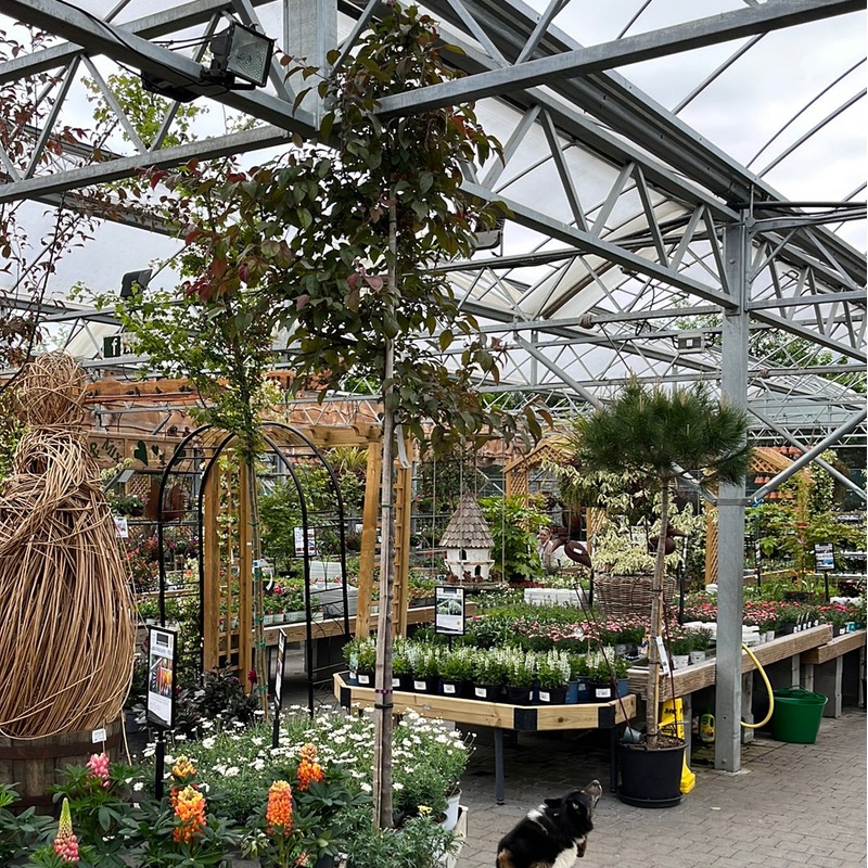 MALUS FLOR. COCCINELLA (R) CLT 45   CIRC. TR. 10 - 12 CM  STD