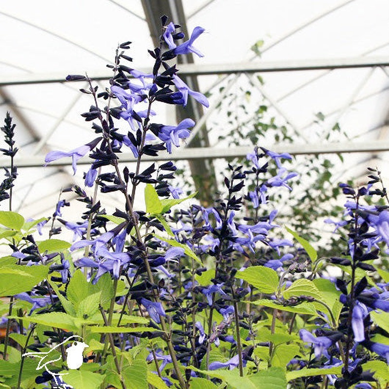 Mealy Blue Sage Salvia Rockin Sky Blue (3Ltr Pot)