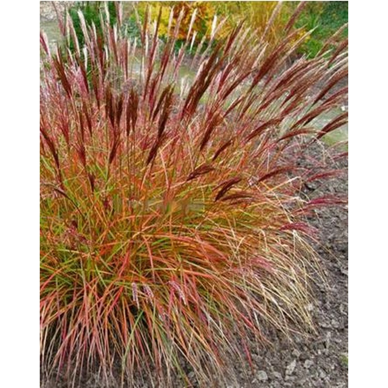 MISCANTHUS sin. Red Chief