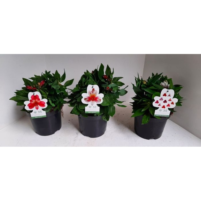 Peruvian Lily Alstroemeria In Cultivars (19cm Pot)