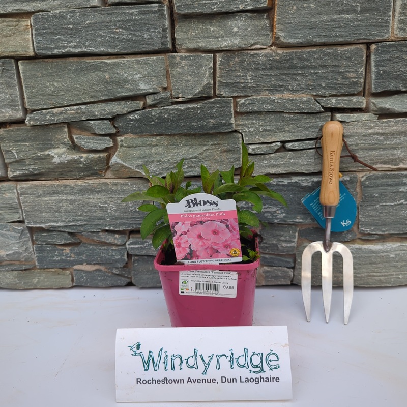 Phlox paniculata Famous Pink