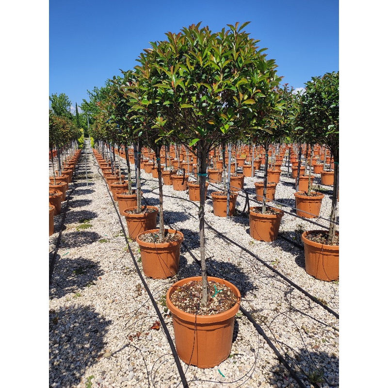 PHOTINIA SERR. RED ROBIN COMPATTA CLT 45   CIRC. TR. 08 - 10 CM  1/2 STD CHIOMA 60 - 70 CM