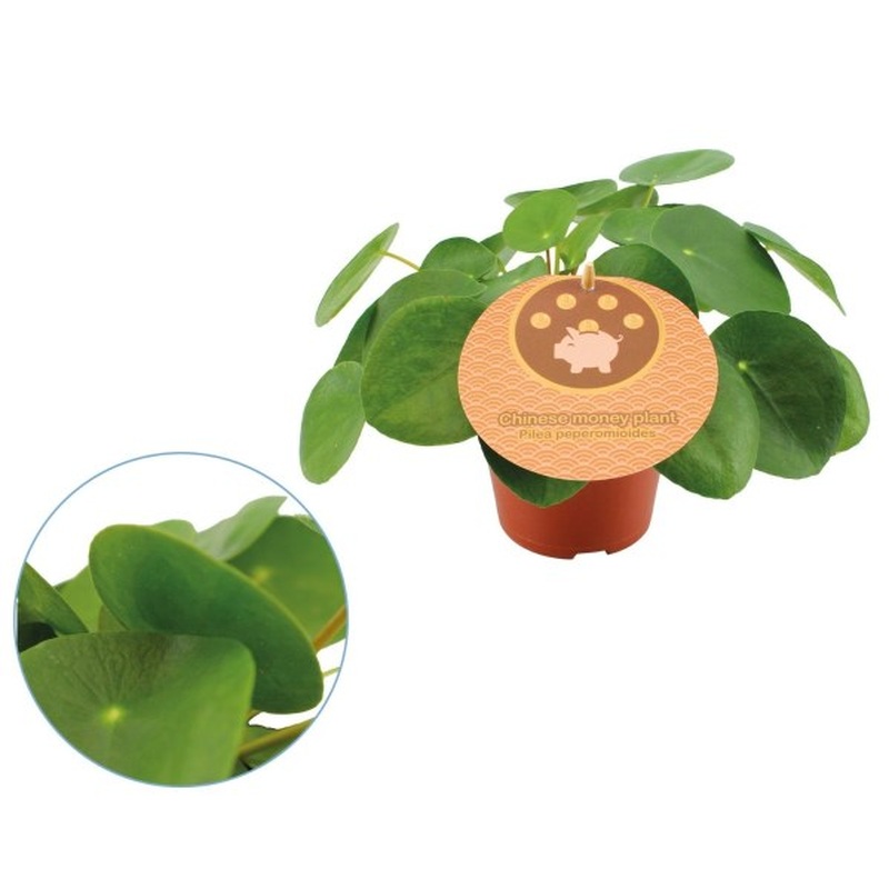 Pilea peperomoides  P12