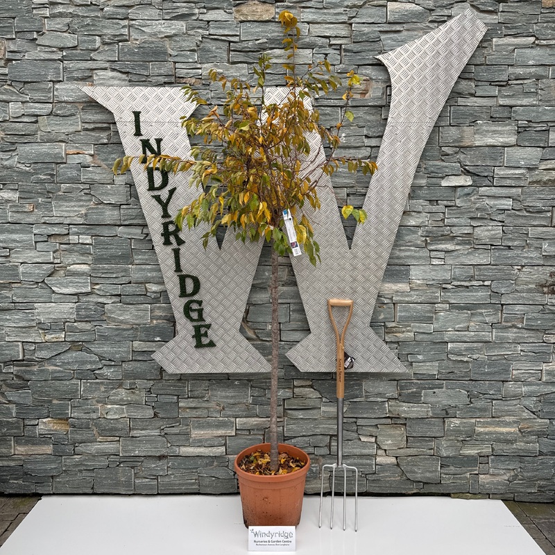 PRUNUS SUBH. AUTUMNALIS ROSEA CLT 25   CIRC. TR. 10 - 12 CM  1/2 STD