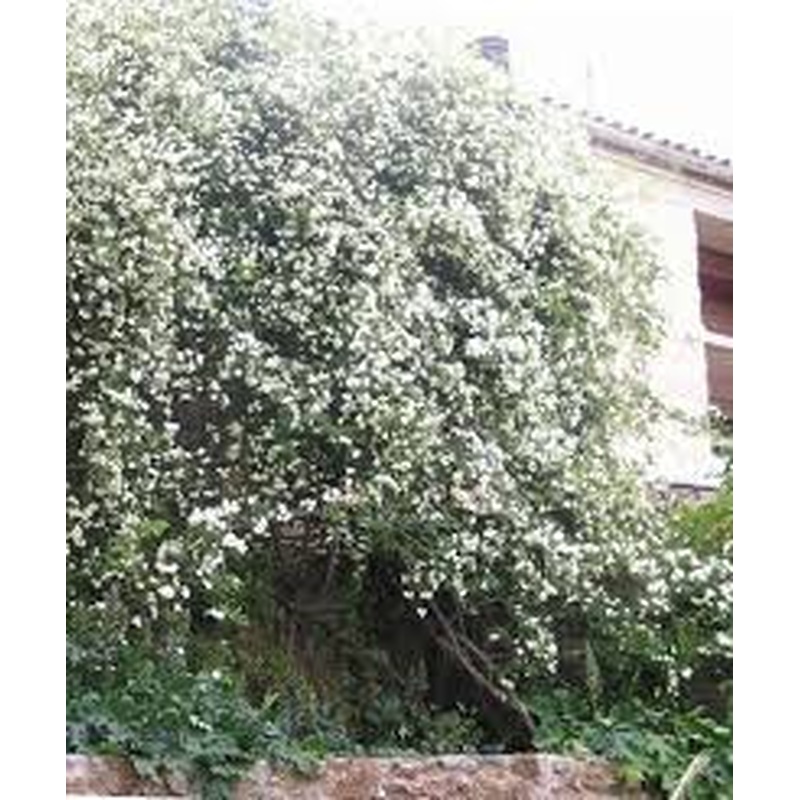 ROSA BANKSIA ALBA  CLT 7/9  H 150  CM +     RAMP.