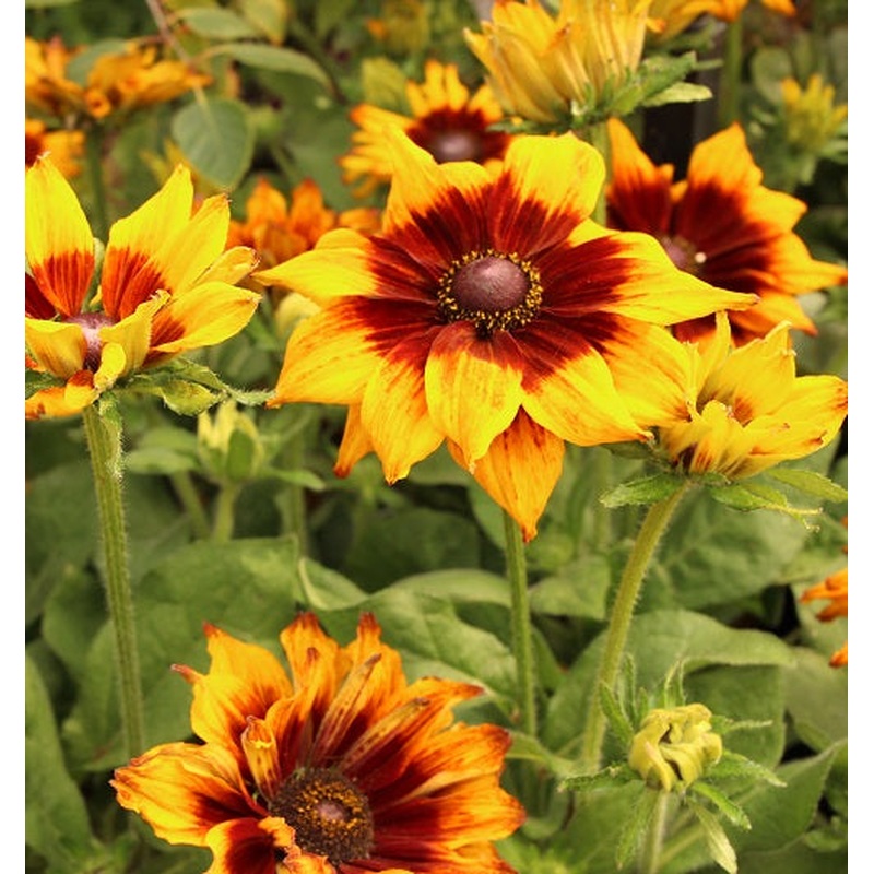 Rudbeckia Summerina Sunset