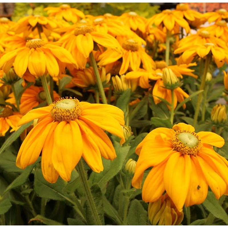 Rudbeckia Sunbeckia Ophelia 3ltr pot