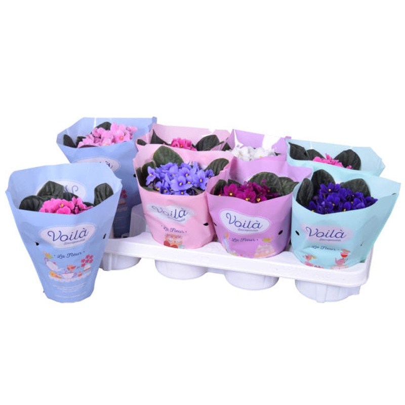 Saintpaulia mix  P12