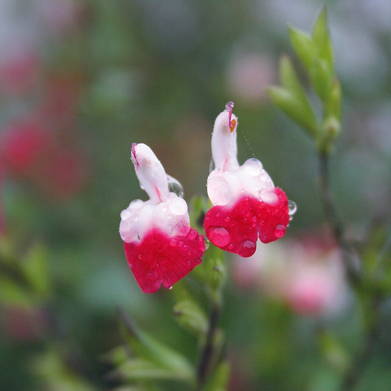 Salvia microphylla Hot Lips 2L
