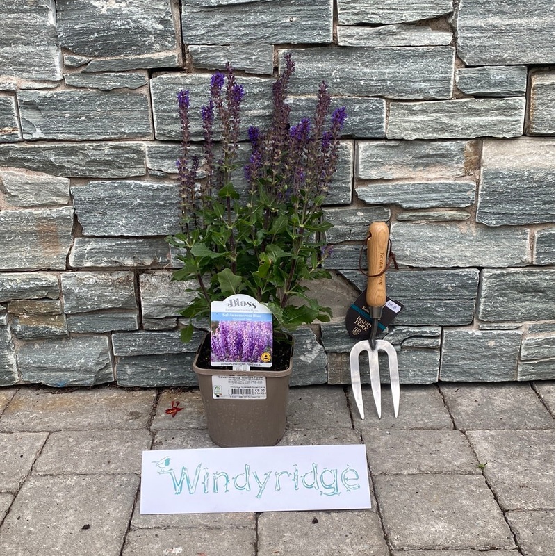 Salvia nemerosa Midnight Purple