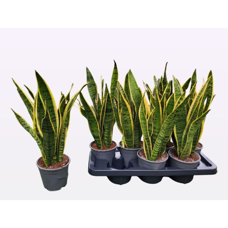 Sansevieria trif. Laurentii  P14
