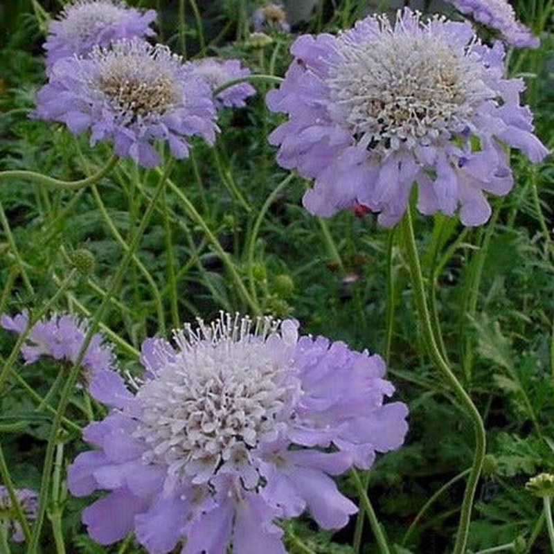 SCABIOSA colum. Butterfly Blue
