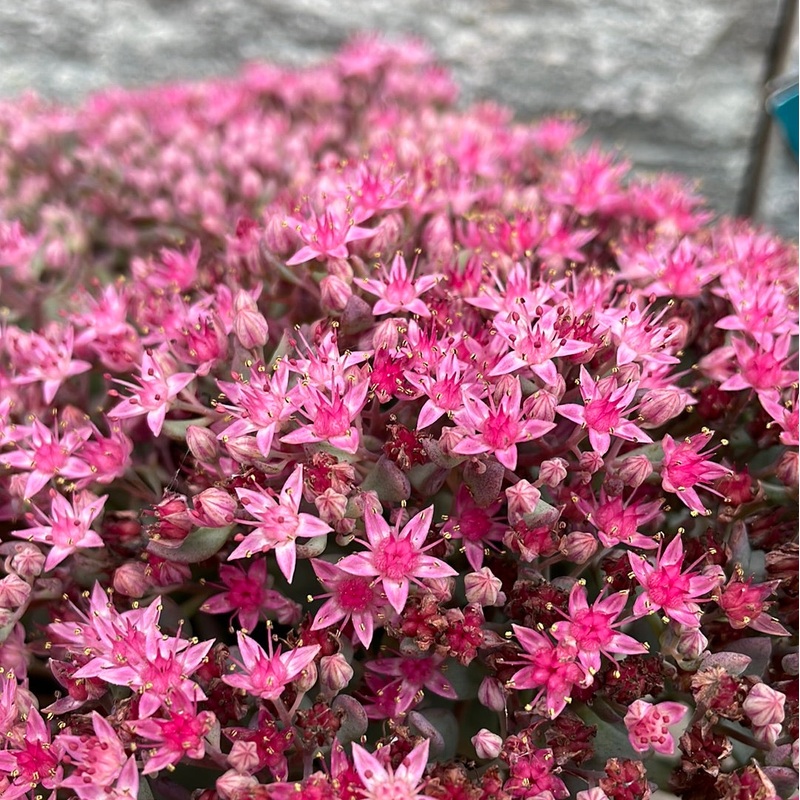 Sedum cauticola Lidakense  1.5 Ltr pot