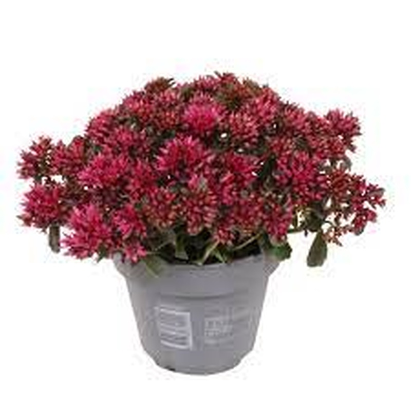 Sedum spurium Spot on Deep Rose  P12