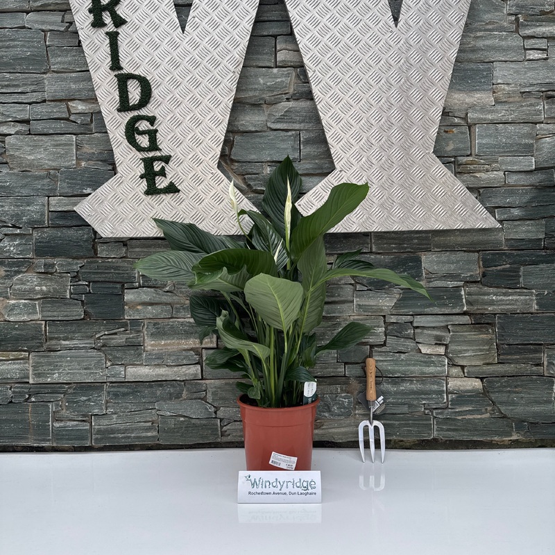 Spathiphyllum Sweet Lauretta  P24