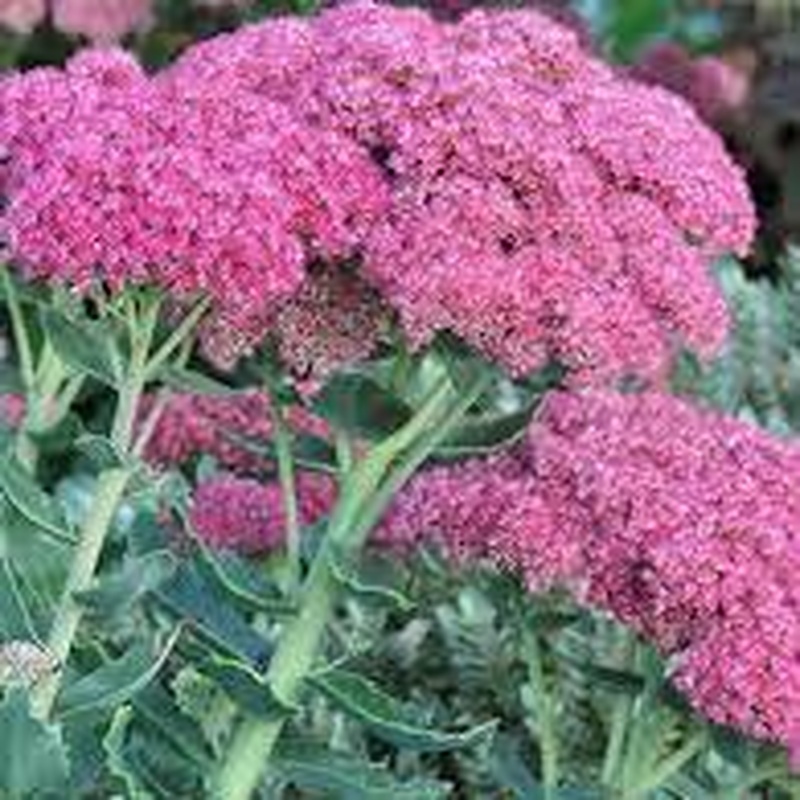 Stonecrop Sedum Herbstfreude (2Ltr Pot)