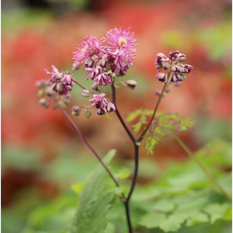 Thalictrum Little Pinkie