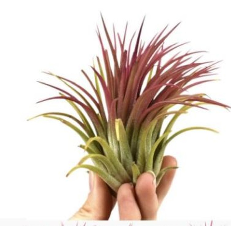 Tillandsia, Airplants red  8 CM